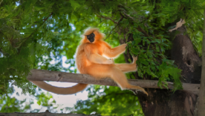 Golden langur